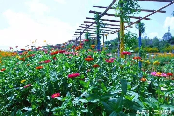 株洲哪里有花海可以看,株洲沿江风光带花海