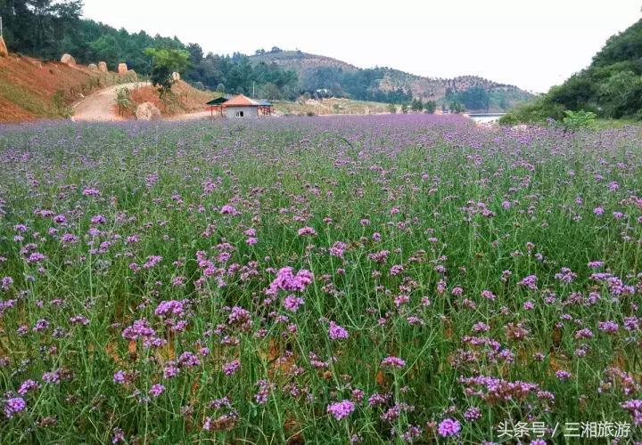 株洲哪里有花海可以看,株洲沿江风光带花海