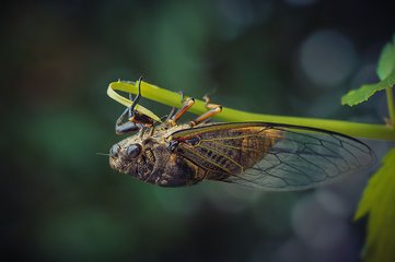 无兄弟不篮球什么意思,无兄弟不篮球