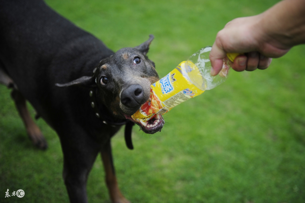 德国名犬杜宾的名字大全,世界名犬阿富汗贵族犬
