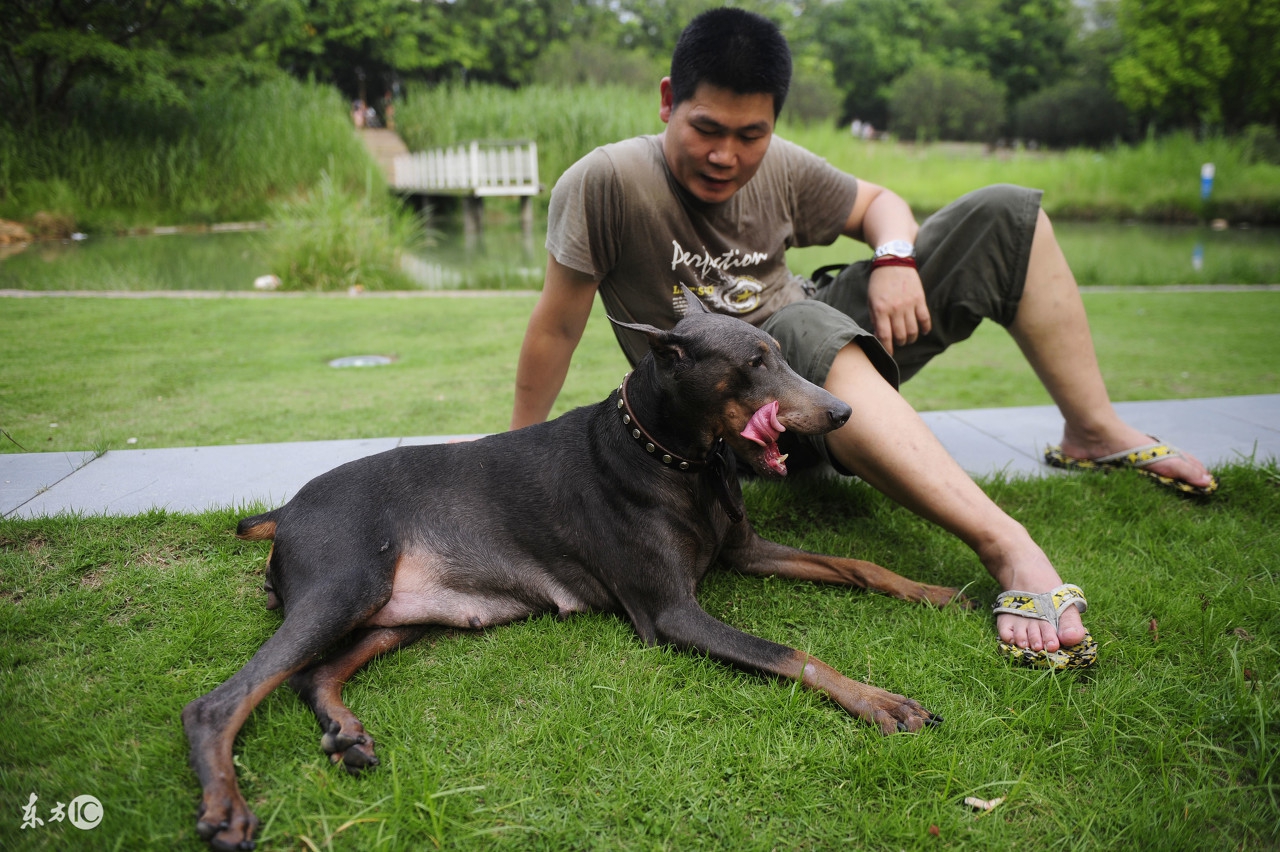 德国名犬杜宾的名字大全,世界名犬阿富汗贵族犬