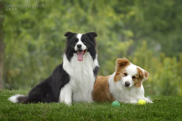 狗狗得细小恢复期拉绿色稀便,狗狗吐黄水拉绿色稀便