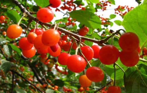 白果樱桃,樱桃白果