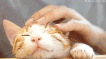 提升猫咪幸福感的东西,提升猫咪智商的玩具