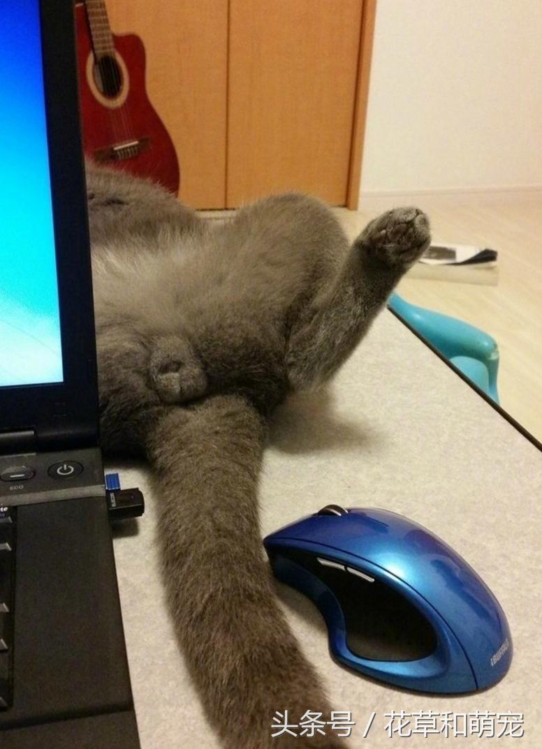 猫咪睡着突然弹一下,猫咪睡着了一碰它就哼哼唧唧