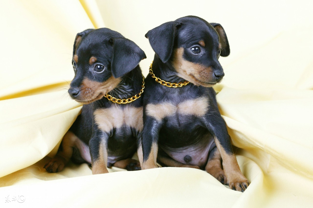 德国名犬杜宾的名字大全,世界名犬阿富汗贵族犬