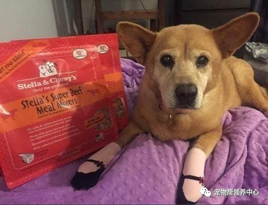 流浪狗被抛弃后又不幸得重病,流浪狗生病被救助