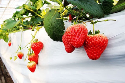 京郊采摘,秋天京郊采摘好去处