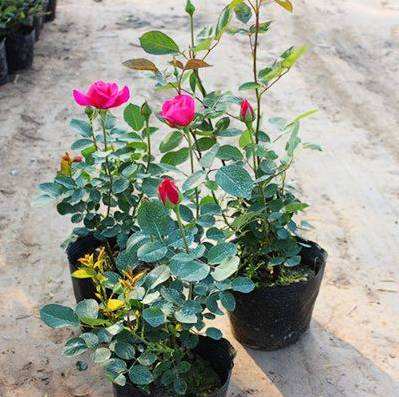 盆栽玫瑰花叶子发黄怎么办,盆栽玫瑰花叶子蔫了怎么办