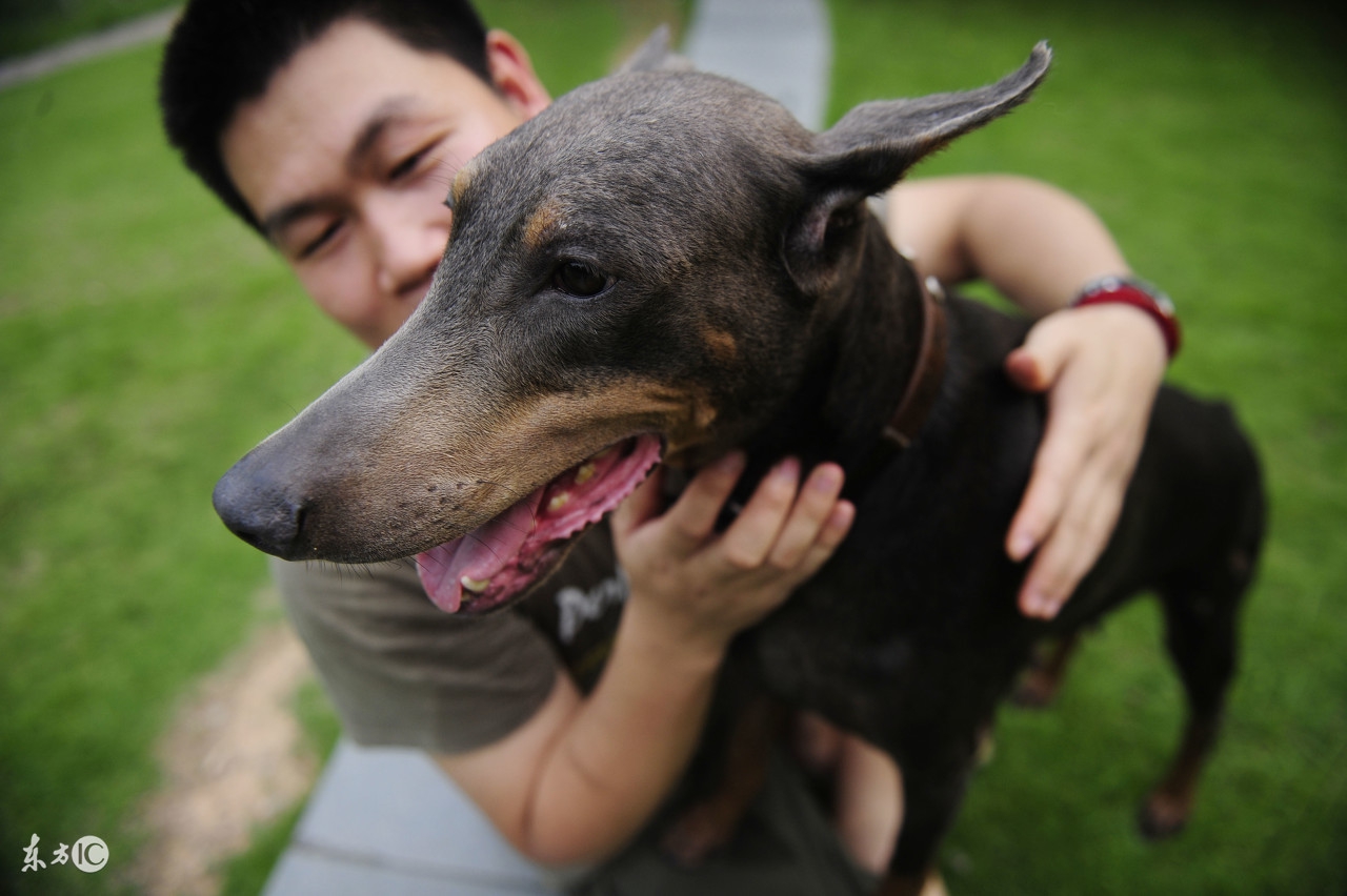 德国名犬杜宾的名字大全,世界名犬阿富汗贵族犬