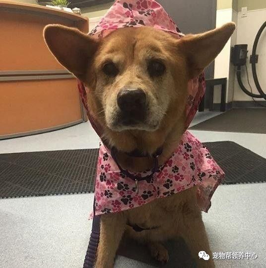 流浪狗被抛弃后又不幸得重病,流浪狗生病被救助