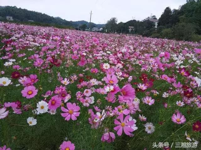 株洲哪里有花海可以看,株洲沿江风光带花海