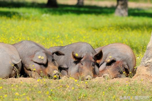 送给养猪人的福利，猪淋巴型链球菌的治疗方法！