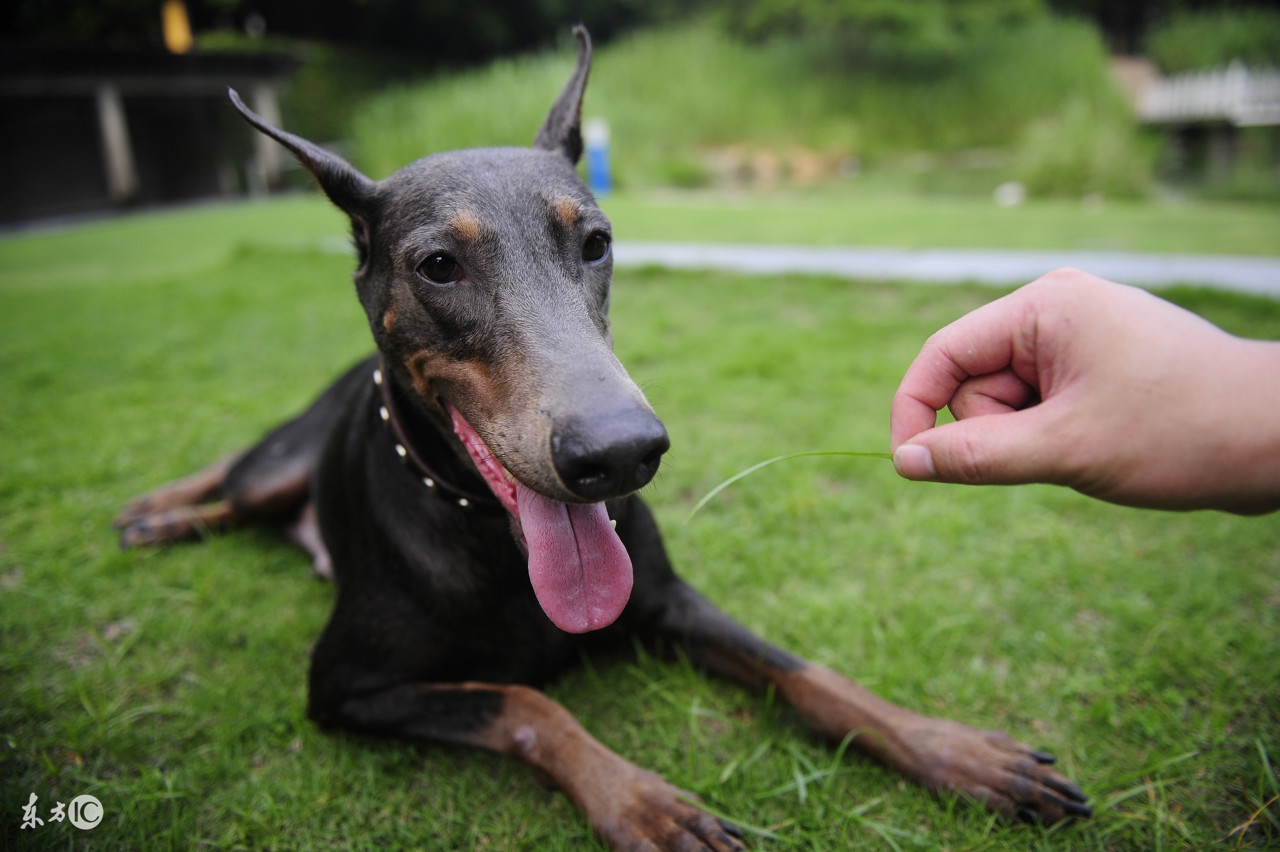 德国名犬杜宾的名字大全,世界名犬阿富汗贵族犬