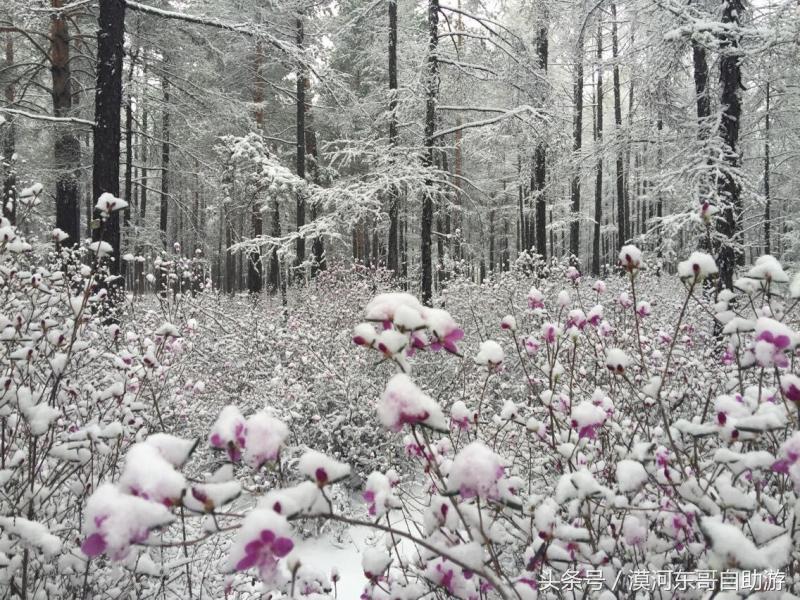 漠河景点大全漠河旅游包车攻略农家院旅游