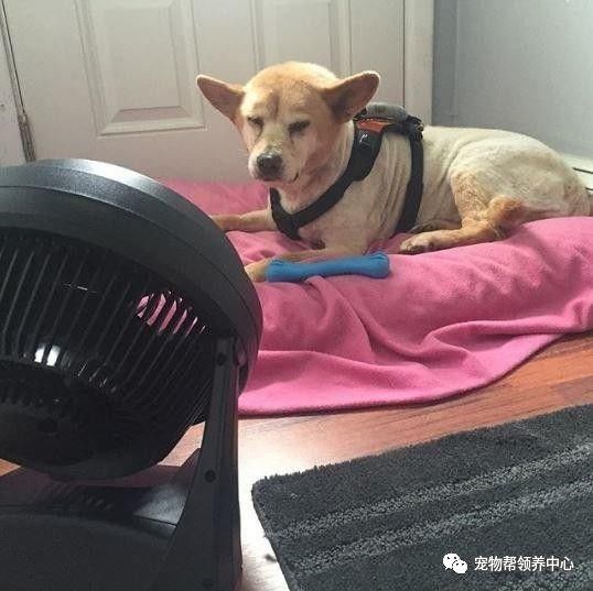 流浪狗被抛弃后又不幸得重病,流浪狗生病被救助