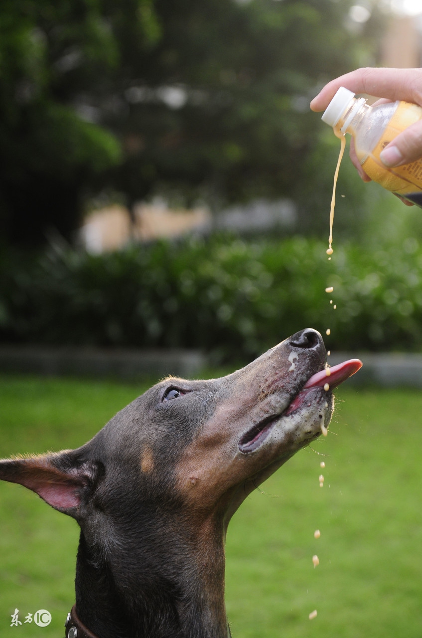 德国名犬杜宾的名字大全,世界名犬阿富汗贵族犬