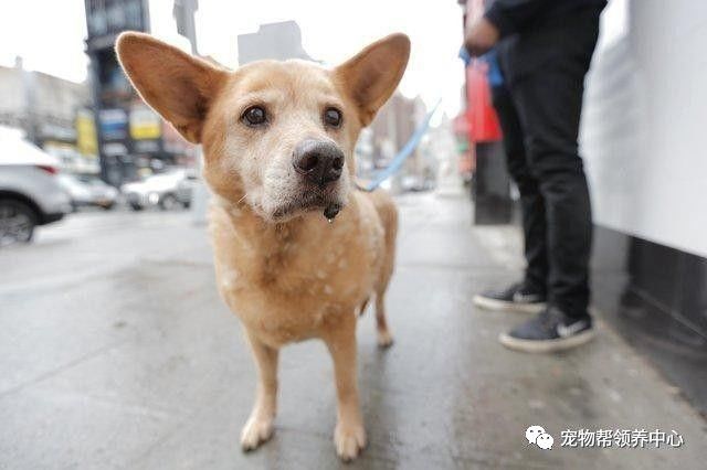 流浪狗被抛弃后又不幸得重病,流浪狗生病被救助