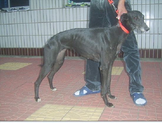 怎么样让格力犬追鸡,如何让格力犬学会顺灯