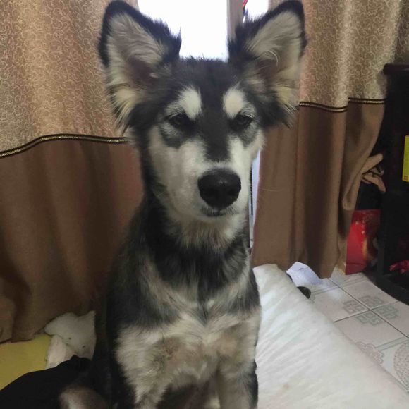 捡到得皮肤病的哈士奇,捡到一只阿拉斯加浑身脏兮兮的