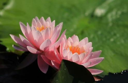 寸寸金莲，寸相思之“两朵金莲”的咒语与放足之艰难