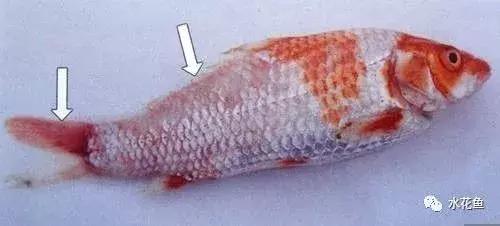 拉网垂钓鱼体受伤用什么药,拉网鱼体受伤