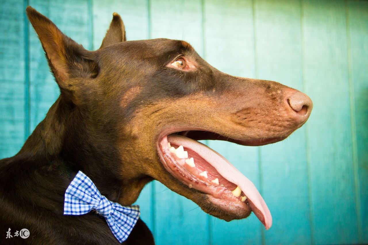 德国名犬杜宾的名字大全,世界名犬阿富汗贵族犬