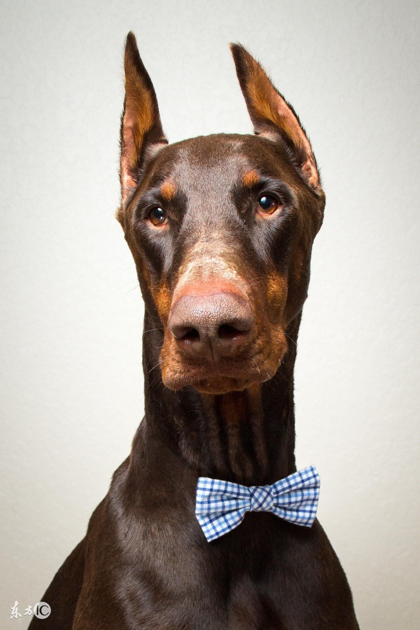 德国名犬杜宾的名字大全,世界名犬阿富汗贵族犬