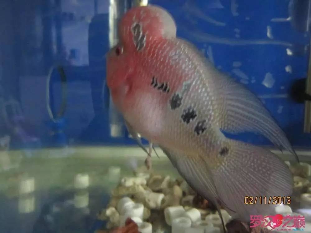 慢性肠炎的症状表现及治疗方法,慢性肠炎用中医还是西医治疗好