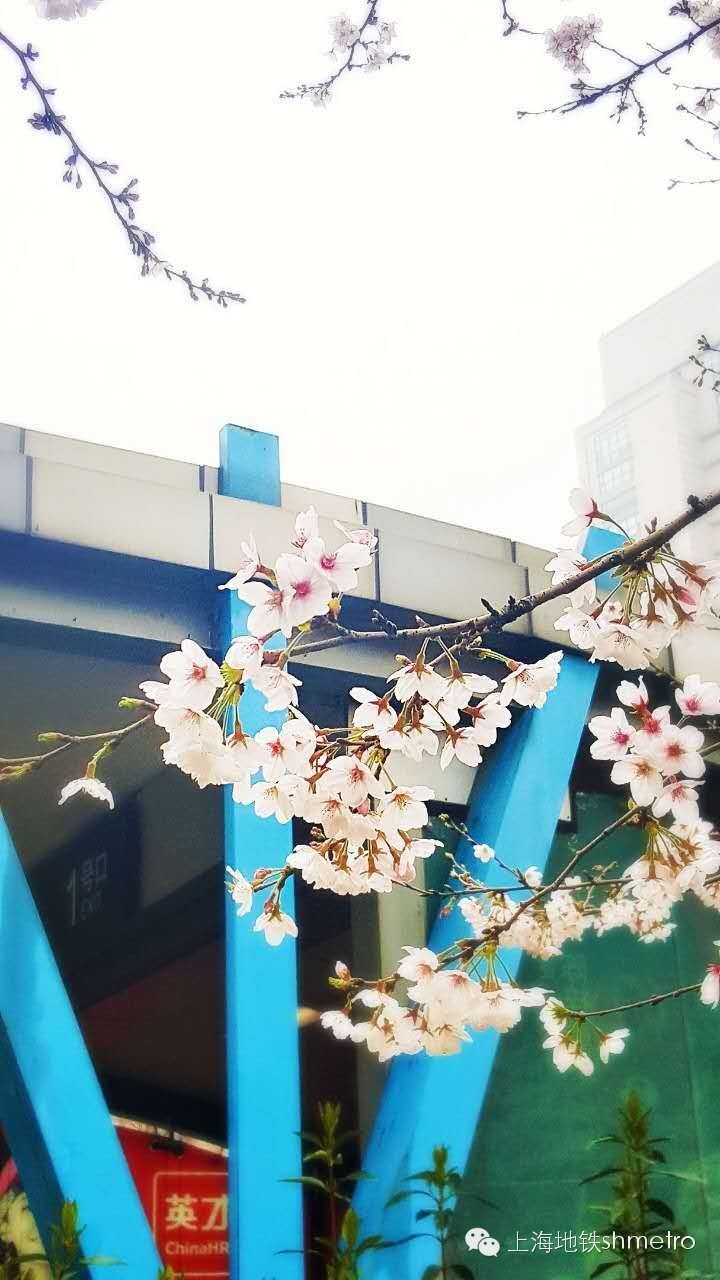 看樱花不用远赴日本,看樱花不用去武汉关庙也可以看