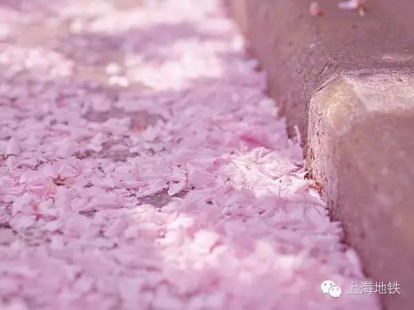 看樱花不用远赴日本,看樱花不用去武汉关庙也可以看