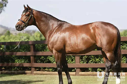 大陆赛马,大陆赛马网