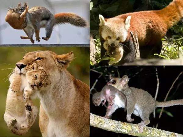 夹猫脖子=点穴？没那么简单！