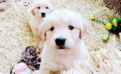 金毛到几个月才颜值巅峰,金毛颜值超高的品种有哪些