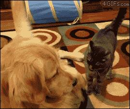 金毛到几个月才颜值巅峰,金毛颜值超高的品种有哪些