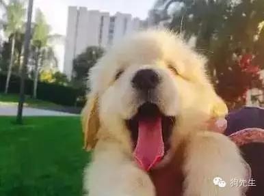 金毛到几个月才颜值巅峰,金毛颜值超高的品种有哪些