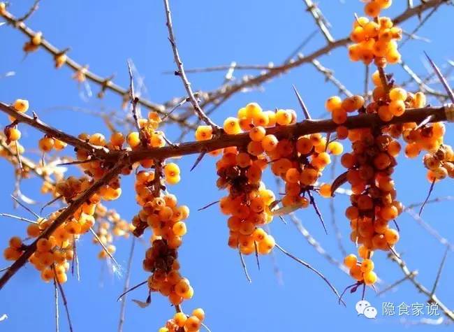 喝沙棘汁和柠檬汁哪个好,最好喝沙棘汁