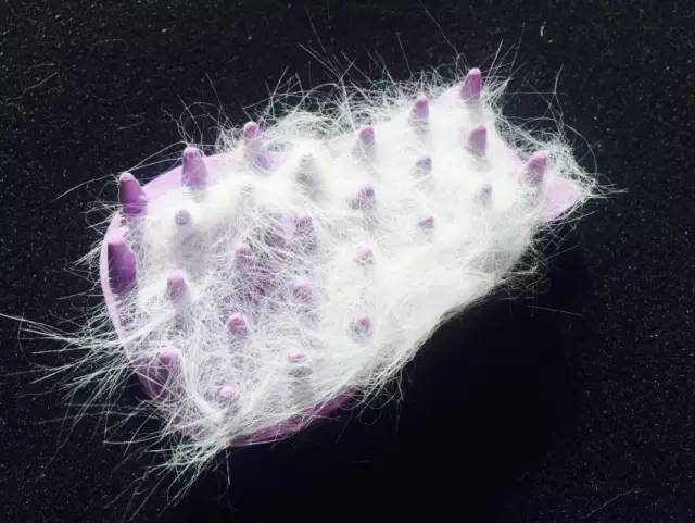 到处都是猫毛,短毛猫梳和长毛梳什么区别