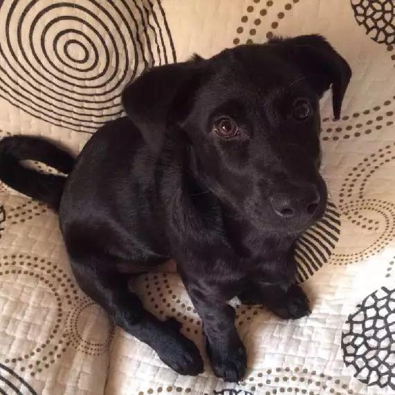 上海市领养流浪动物的地方在哪里,上海市领养小猫的地方