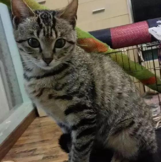 上海市领养流浪动物的地方在哪里,上海市领养小猫的地方