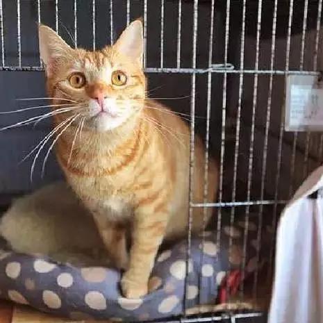 上海市领养流浪动物的地方在哪里,上海市领养小猫的地方