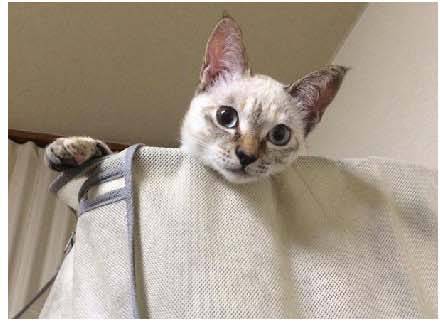 男子路过公园被流浪猫一见钟情，万万没想到，漫步都能捡个主子