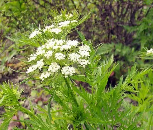 踏青挖野菜指南,最好玩的野趣旅游地方采野菜
