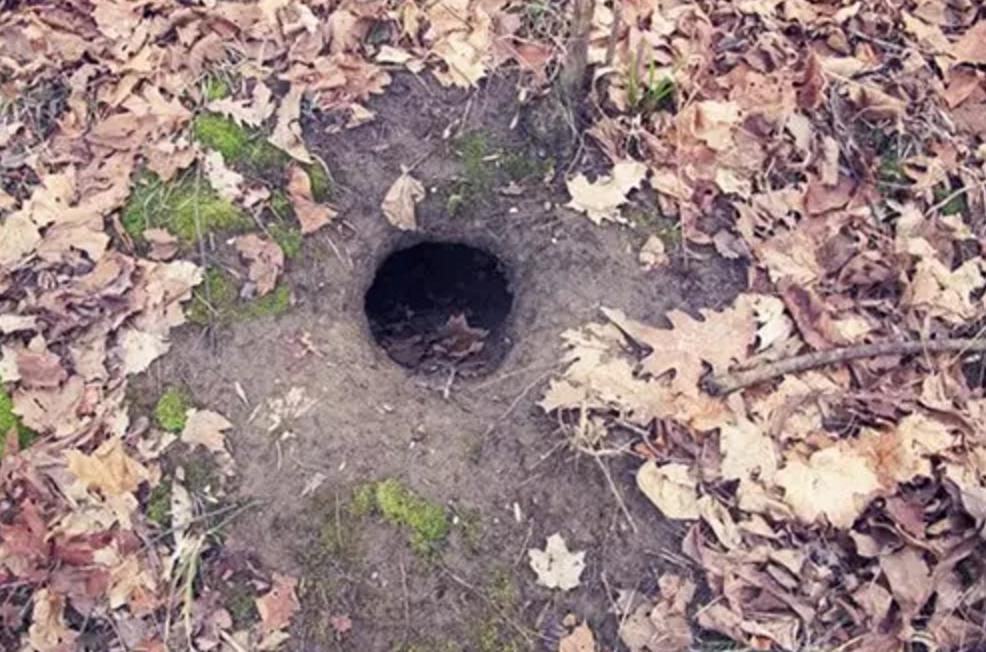 野外生存diy教你制作捕捉陷阱,野外求生陷阱简单大全