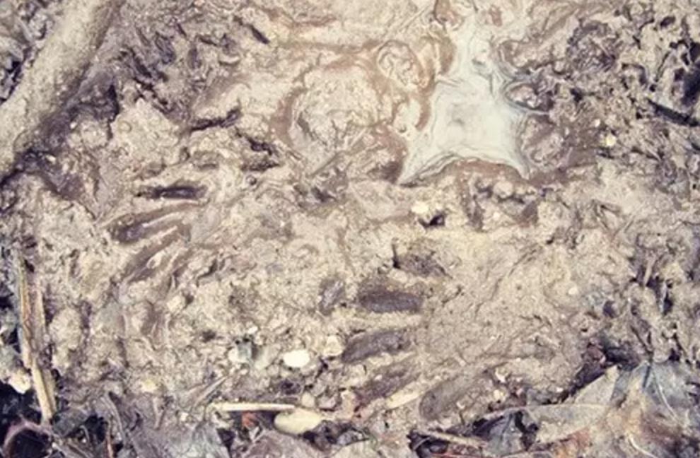 野外生存diy教你制作捕捉陷阱,野外求生陷阱简单大全