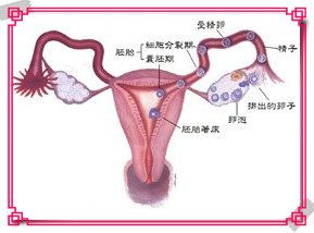 专家讲解排卵基本知识,医生讲解排卵后如何跳绳