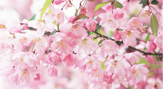 看樱花何必去远方,天津水上公园神户园樱花