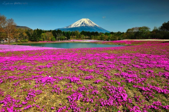 旅游景点樱花谷攻略,赏樱攻略和景点推荐