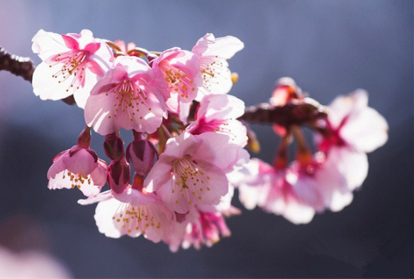 旅游景点樱花谷攻略,赏樱攻略和景点推荐