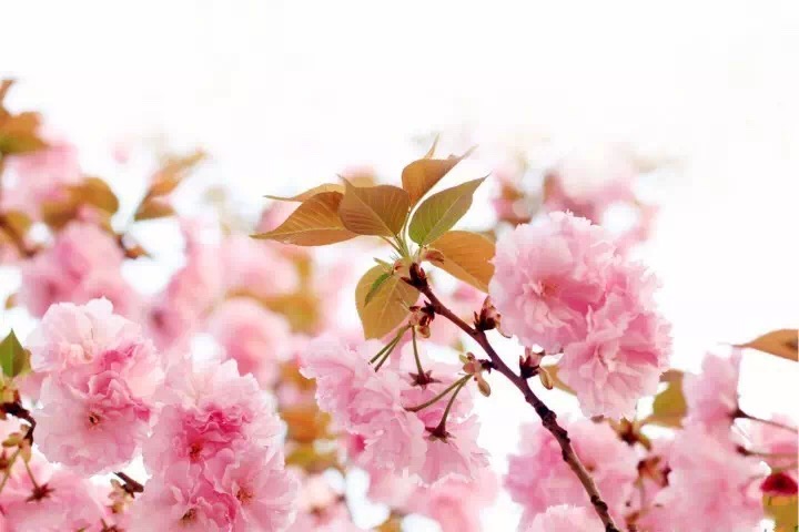 十里春风赏花季，你的朋友圈配词准备好了吗？